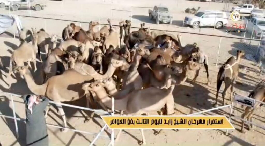 مهرجان الشيخ زايد النسخة الثانية بمنطقة العلبة قف العوامر .. بصمة تراثية أصيلة مهرجان الشيخ زايد النسخة الثانية بمنطقة العلبة قف العوامر .. بصمة تراثية أصيلة
