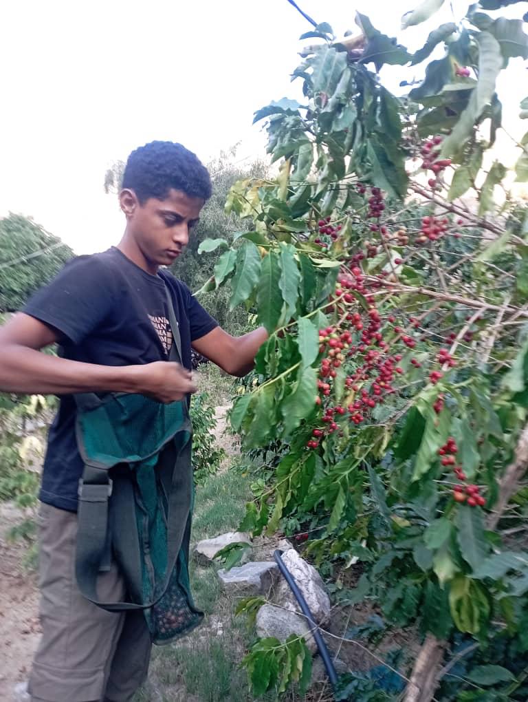 على طريق المعرض الوطني الأول للبن ..البن اليافعي..جودة وتاريخ على طريق المعرض الوطني الأول للبن ..البن اليافعي..جودة وتاريخ