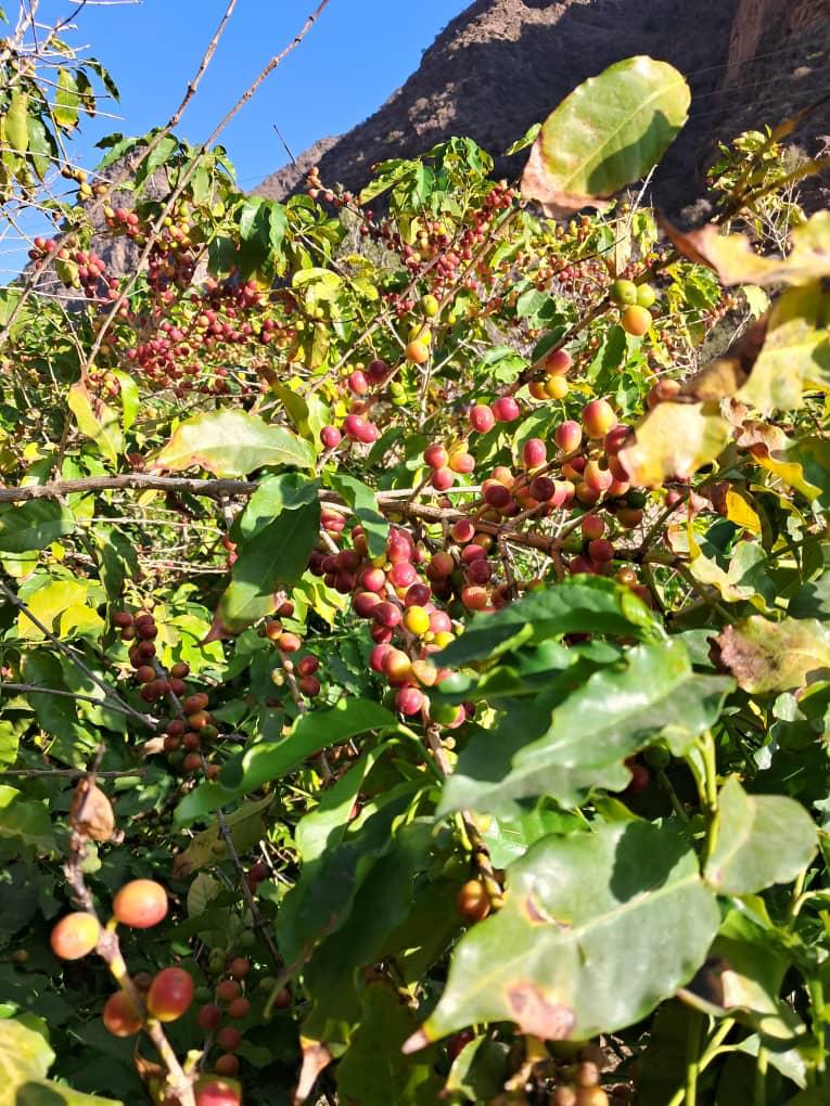 على طريق المعرض الوطني الأول للبن ..البن اليافعي..جودة وتاريخ على طريق المعرض الوطني الأول للبن ..البن اليافعي..جودة وتاريخ