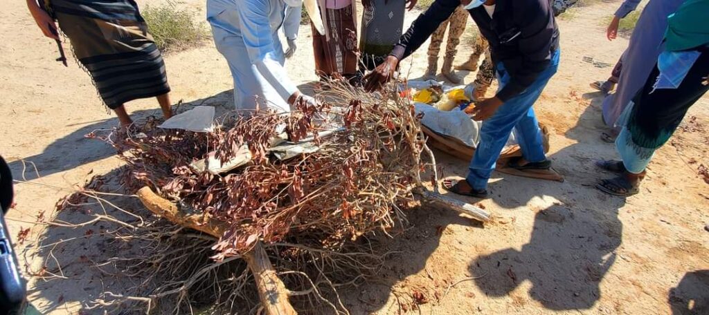 اتلاف كمية من مادة الحشيش المخدر في مدينة سيئون "شاهد الصور" اتلاف كمية من مادة الحشيش المخدر في مدينة سيئون "شاهد الصور"
