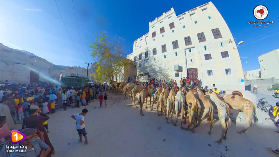مدينة تريم تشهد تزيين الجمال استعداد للذهاب لشعب نبي الله هود عليه السلام "شاهد الصور" مدينة تريم تشهد تزيين الجمال استعداد للذهاب لشعب نبي الله هود عليه السلام "شاهد الصور"