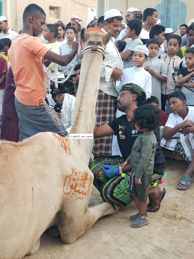 طقوس دينية تأبى الإندثار بتريم الغناء .. قوافل الهجن تغادر تريم إلى شعب نبي الله هود .. طقوس دينية تأبى الإندثار بتريم الغناء .. قوافل الهجن تغادر تريم إلى شعب نبي الله هود ..