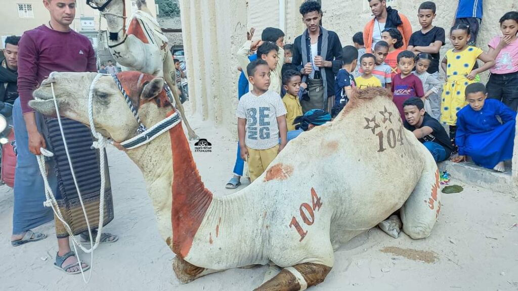 طقوس دينية تأبى الإندثار بتريم الغناء .. قوافل الهجن تغادر تريم إلى شعب نبي الله هود .. طقوس دينية تأبى الإندثار بتريم الغناء .. قوافل الهجن تغادر تريم إلى شعب نبي الله هود ..
