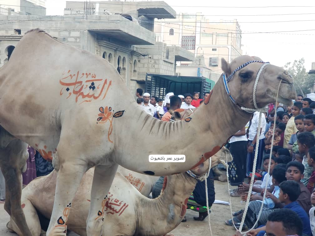 طقوس دينية تأبى الإندثار بتريم الغناء .. قوافل الهجن تغادر تريم إلى شعب نبي الله هود .. طقوس دينية تأبى الإندثار بتريم الغناء .. قوافل الهجن تغادر تريم إلى شعب نبي الله هود ..