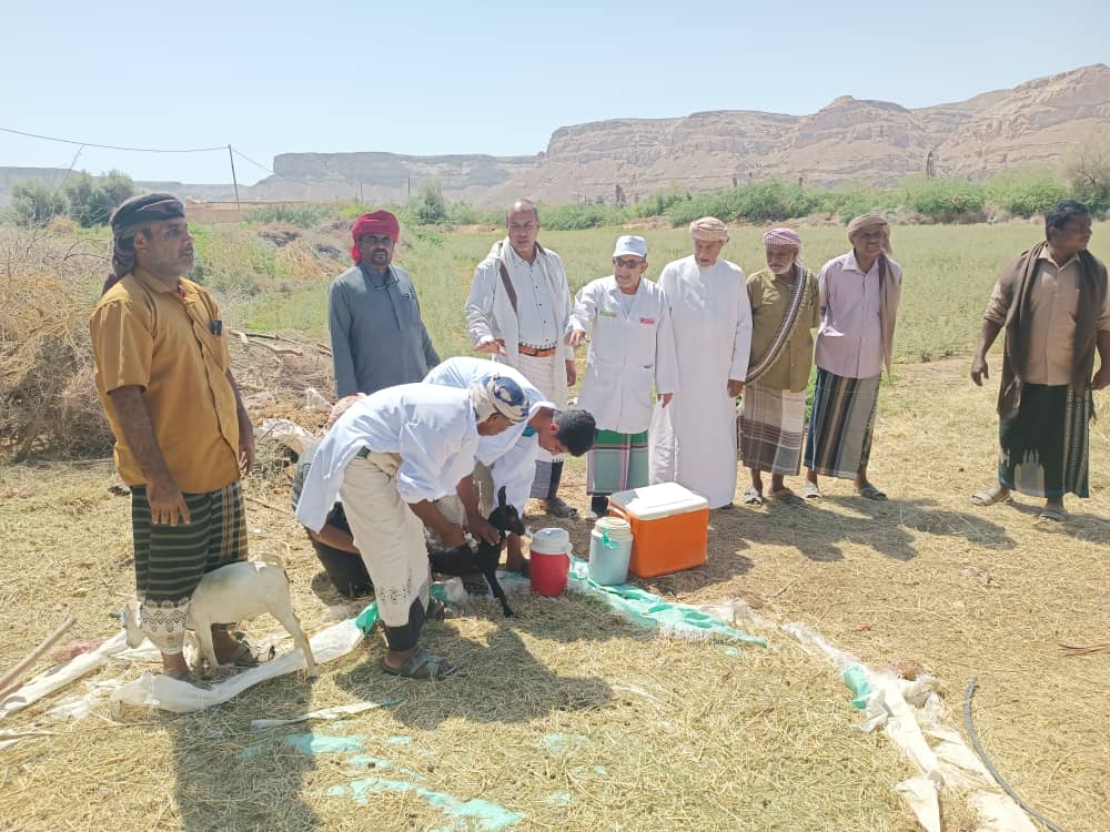 السماحي مدير عام السوم يدشن حملة التحصين ضد مرضي طاعون المجترات الصغيرة وجدري الأغنام والماعز في المديرية السماحي مدير عام السوم يدشن حملة التحصين ضد مرضي طاعون المجترات الصغيرة وجدري الأغنام والماعز في المديرية