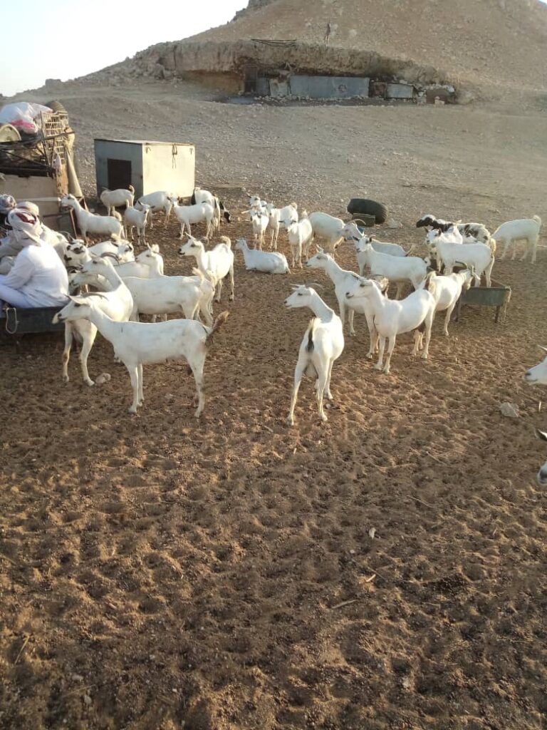 الشيخ محمد احمد المنهالي عضو المجلس المحلي بلمحافظه يستقبل وفد البيطرة بمكتب الزراعه والري حضرموت الوادي والصحراء الشيخ محمد احمد المنهالي عضو المجلس المحلي بلمحافظه يستقبل وفد البيطرة بمكتب الزراعه والري حضرموت الوادي والصحراء