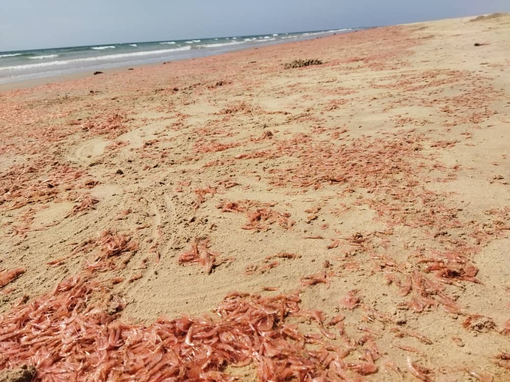 كلية العلوم البيئية والأحياء البحرية بجامعة حضرموت تعقد مؤتمرًا صحفيًّا عن ظاهرة نفوق الروبيان بساحل منطقة شحير كلية العلوم البيئية والأحياء البحرية بجامعة حضرموت تعقد مؤتمرًا صحفيًّا عن ظاهرة نفوق الروبيان بساحل منطقة شحير