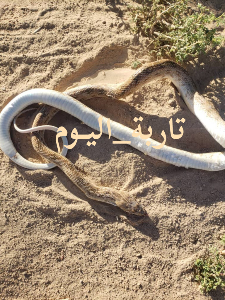 العثور على ثعبان كبير وقتله في احد المحميات الزراعية بوادي حضرموت "صورة" العثور على ثعبان كبير وقتله في احد المحميات الزراعية بوادي حضرموت "صورة"