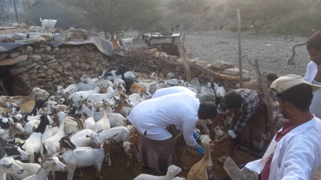 لليوم الثاني على التوالي ..استمرار المرحلة الثانية لحملة التحصين ضد مرض طاعون المجترات الصغيرة وجدري الأغنام والماعز لليوم الثاني على التوالي ..استمرار المرحلة الثانية لحملة التحصين ضد مرض طاعون المجترات الصغيرة وجدري الأغنام والماعز