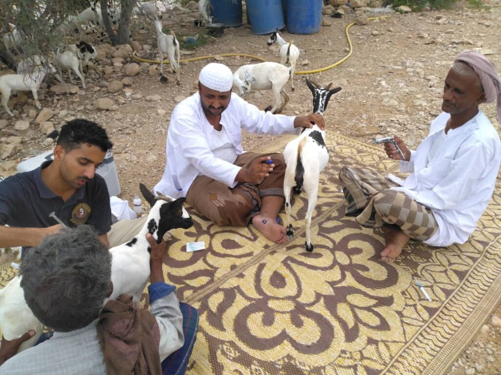 لليوم الثاني على التوالي ..استمرار المرحلة الثانية لحملة التحصين ضد مرض طاعون المجترات الصغيرة وجدري الأغنام والماعز لليوم الثاني على التوالي ..استمرار المرحلة الثانية لحملة التحصين ضد مرض طاعون المجترات الصغيرة وجدري الأغنام والماعز