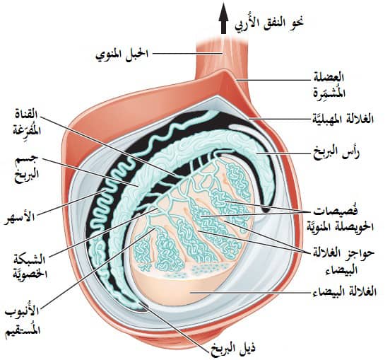 تأثير الماء الساخن على الخصيتين تأثير الماء الساخن على الخصيتين