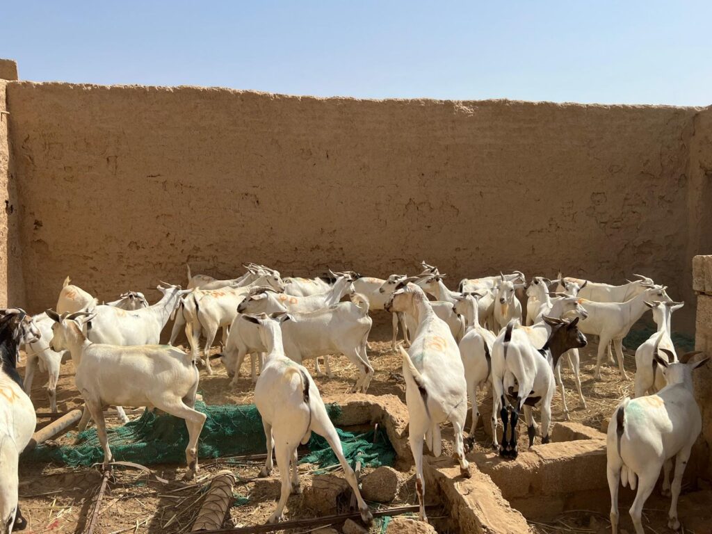 قبيلة ال عون الكثيريه تنفذ اكبر مشروع اضاحي للعام العشرين في حضرموت قبيلة ال عون الكثيريه تنفذ اكبر مشروع اضاحي للعام العشرين في حضرموت