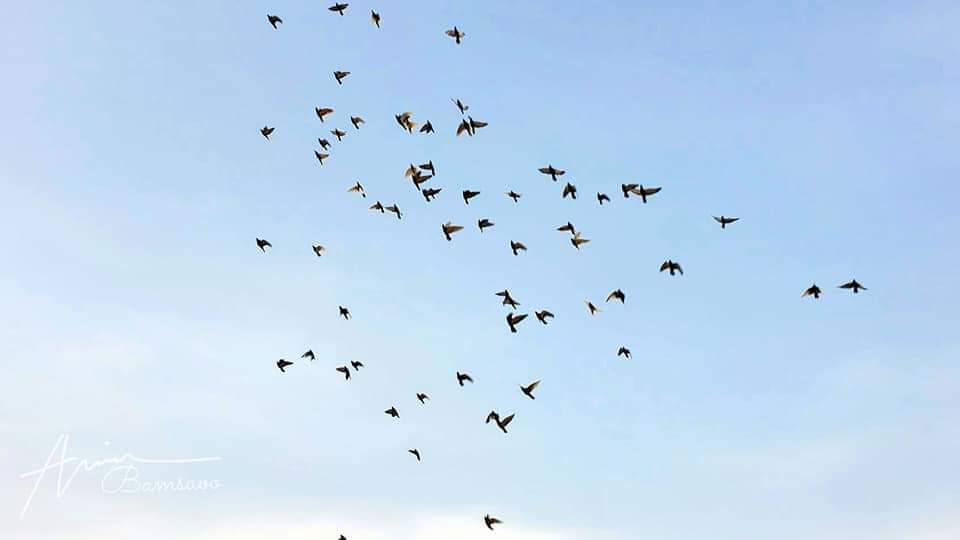 محافظ حضرموت يطلق 500 من الحمام الزاجل في رسالة سلام للعالم تدشينًا لمهرجان البلدة السياحي 2024 محافظ حضرموت يطلق 500 من الحمام الزاجل في رسالة سلام للعالم تدشينًا لمهرجان البلدة السياحي 2024