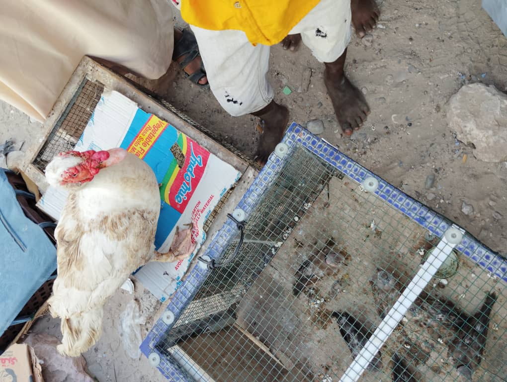 سوق الحراج في شرج بإسالم في مدينة المكلا "نكهة خاصة من التاريخ الحضرمي لازالت تحافظ عليه حضرموت" ملف مصور سوق الحراج في شرج بإسالم في مدينة المكلا "نكهة خاصة من التاريخ الحضرمي لازالت تحافظ عليه حضرموت" ملف مصور