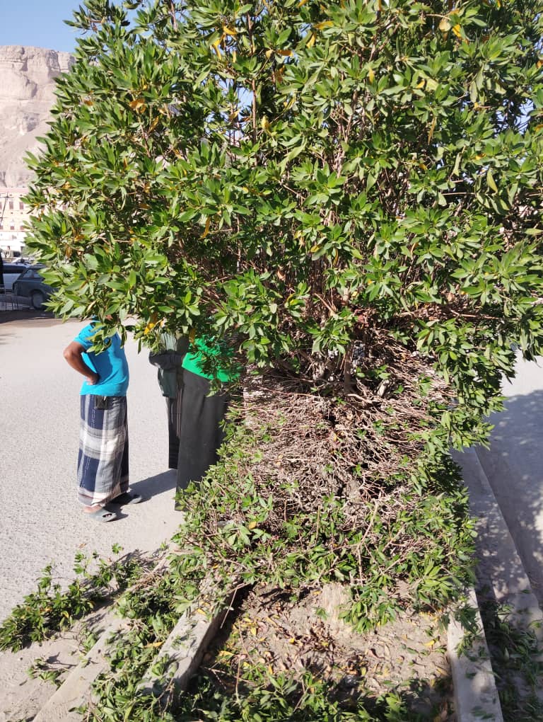 مديريه القطن تتزين لاستقبال زوار موسم زياره الهدار. "شاهد الصـور" مديريه القطن تتزين لاستقبال زوار موسم زياره الهدار. "شاهد الصـور"