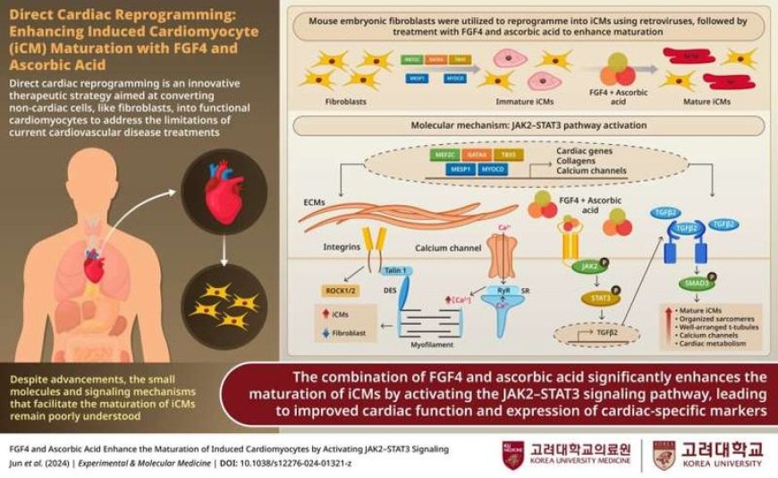 وداعا لجراحات الزراعة.. ابتكار طبي يعيد ترميم القلب وداعا لجراحات الزراعة.. ابتكار طبي يعيد ترميم القلب