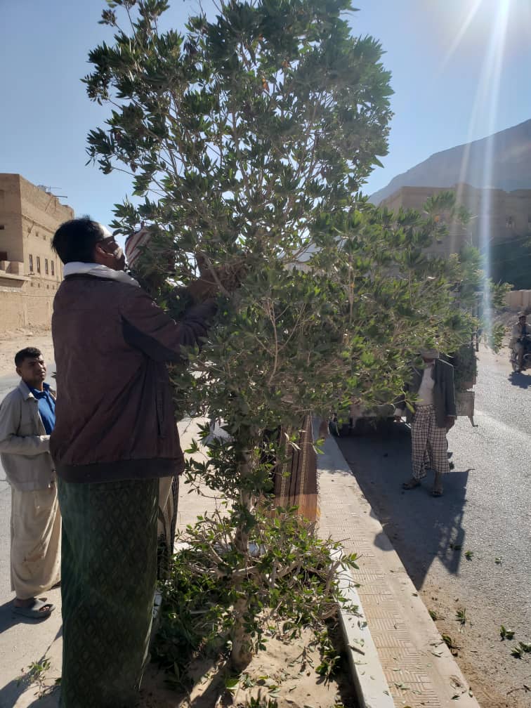 بالصور .. وحدة النظافة و التحسين بمديرية القطن تقوم بقص الأشجار بالشوارع العامة و حملة تنظيف امام مجمع الدوائر الحكومية بالمديرية بالصور .. وحدة النظافة و التحسين بمديرية القطن تقوم بقص الأشجار بالشوارع العامة و حملة تنظيف امام مجمع الدوائر الحكومية بالمديرية