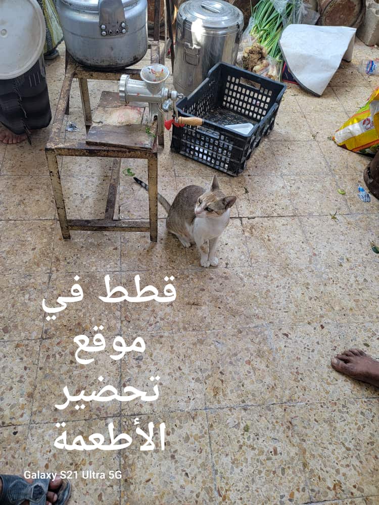 شاهد بالصور .. ضبط مواد غذائية فاسدة وانتهاكات صحية في عدد من المطاعم والبوفيهات بالشحر شاهد بالصور .. ضبط مواد غذائية فاسدة وانتهاكات صحية في عدد من المطاعم والبوفيهات بالشحر