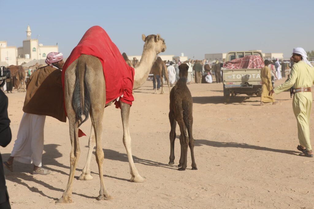انطلاق منافسات المزاينة والرماية في ثاني أيام مهرجان الشيخ زايد التراثي "شاهد الصور" انطلاق منافسات المزاينة والرماية في ثاني أيام مهرجان الشيخ زايد التراثي "شاهد الصور"