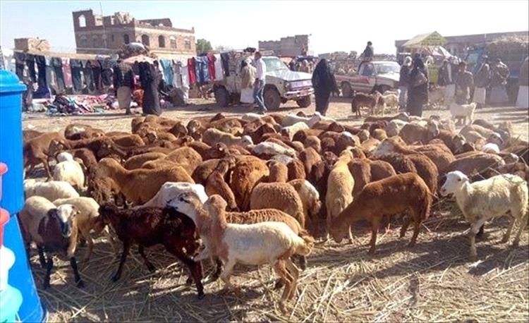 سلطنة عمان ترفع حظر استيراد الحيوانات الحية من اليمن سلطنة عمان ترفع حظر استيراد الحيوانات الحية من اليمن