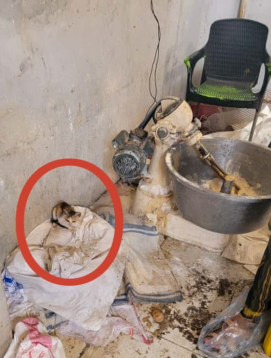 حملة تفتيشية موسعة على المنشآت الغذائية في الشحر تفضي إلى إغلاق مخالفين وإتلاف مواد غدائية فاسدة "شاهد الصور" حملة تفتيشية موسعة على المنشآت الغذائية في الشحر تفضي إلى إغلاق مخالفين وإتلاف مواد غدائية فاسدة "شاهد الصور"