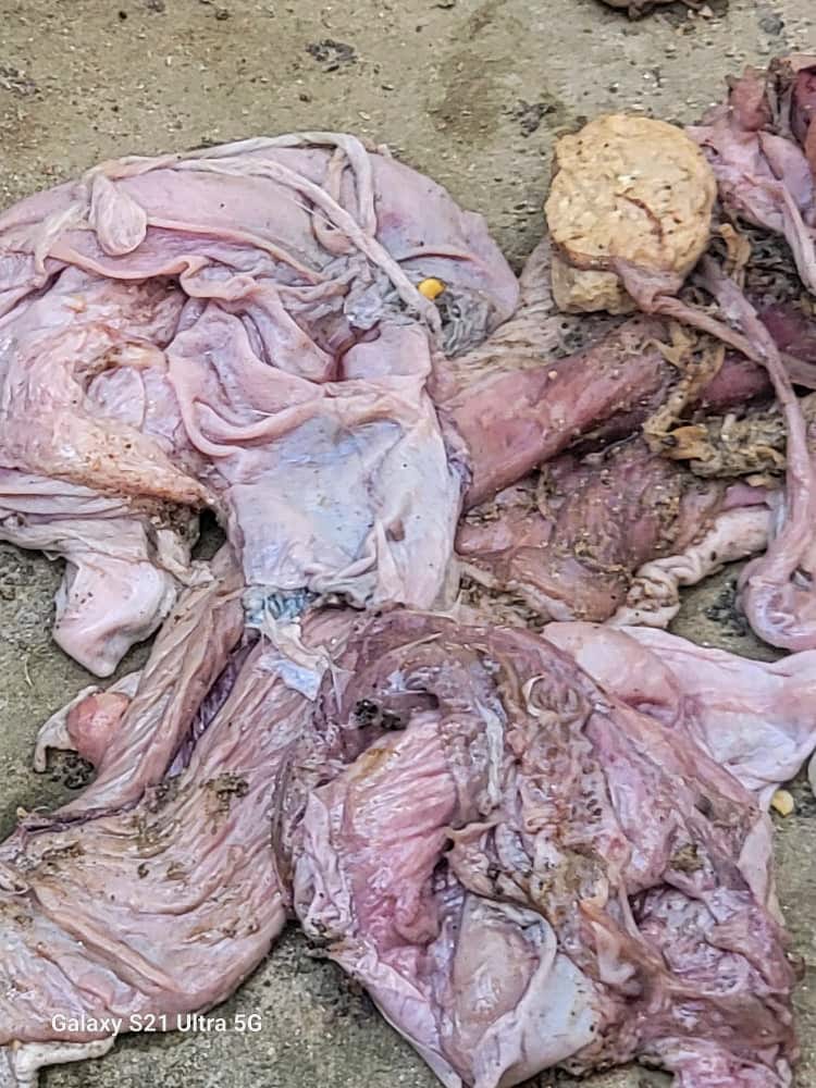 شاهد بالصور… حملة تفتيشية تغلق عدد من مطابخ تحضير وجبات الكراش " أحشاء الأسماك " بسبب مخالفات صحية بمدينة الشحر شاهد بالصور… حملة تفتيشية تغلق عدد من مطابخ تحضير وجبات الكراش " أحشاء الأسماك " بسبب مخالفات صحية بمدينة الشحر