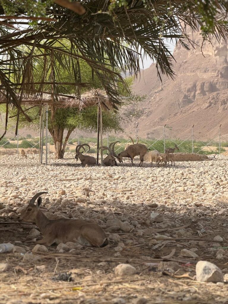 منطقة "المخيبية" بالسوم تحتضن محمية طبيعية فريدة للحفاظ على الثروات الحيوانية البرية "شاهد الصور" منطقة "المخيبية" بالسوم تحتضن محمية طبيعية فريدة للحفاظ على الثروات الحيوانية البرية "شاهد الصور"