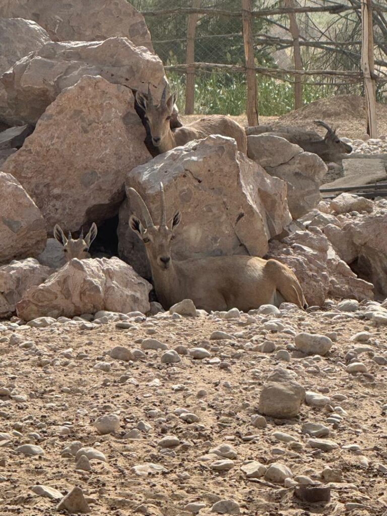 منطقة "المخيبية" بالسوم تحتضن محمية طبيعية فريدة للحفاظ على الثروات الحيوانية البرية "شاهد الصور" منطقة "المخيبية" بالسوم تحتضن محمية طبيعية فريدة للحفاظ على الثروات الحيوانية البرية "شاهد الصور"