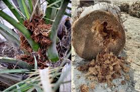 ماذا تعرف عن سوسة النخيل الحمراء ماذا تعرف عن سوسة النخيل الحمراء