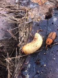 ماذا تعرف عن سوسة النخيل الحمراء ماذا تعرف عن سوسة النخيل الحمراء