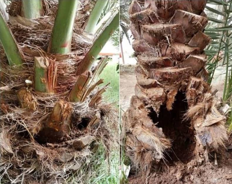 ماذا تعرف عن سوسة النخيل الحمراء ماذا تعرف عن سوسة النخيل الحمراء