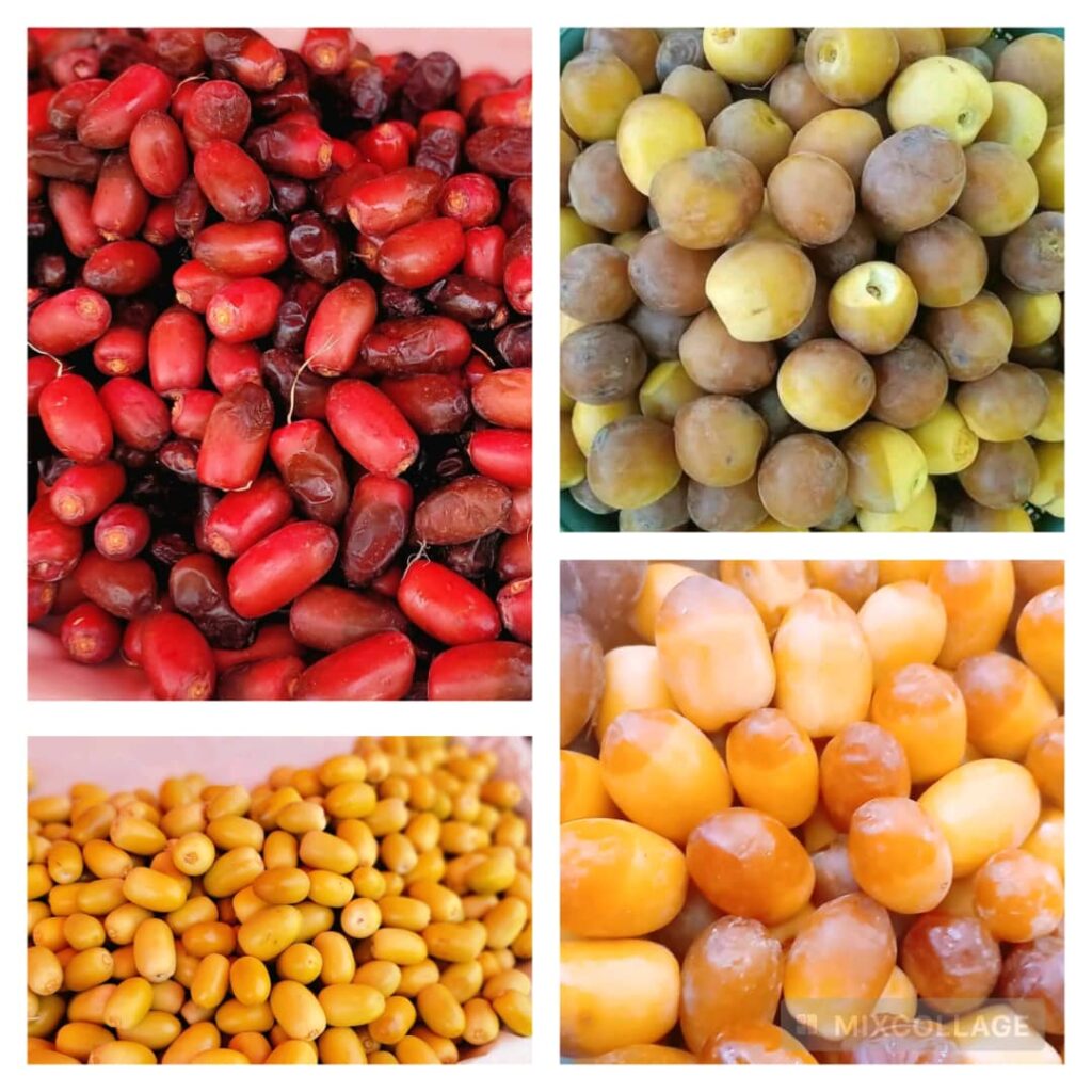 وادي حضرموت.. موسم التمور، موسم الخير والذهب الحلال وادي حضرموت.. موسم التمور، موسم الخير والذهب الحلال