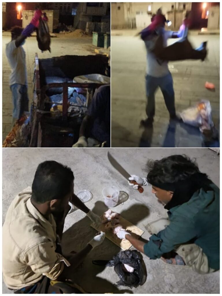 انطلاق حملة مكثفة في مديرية الشحر للتقليل من أعداد الكلاب الضالة حفاظاً على السلامة العامة انطلاق حملة مكثفة في مديرية الشحر للتقليل من أعداد الكلاب الضالة حفاظاً على السلامة العامة