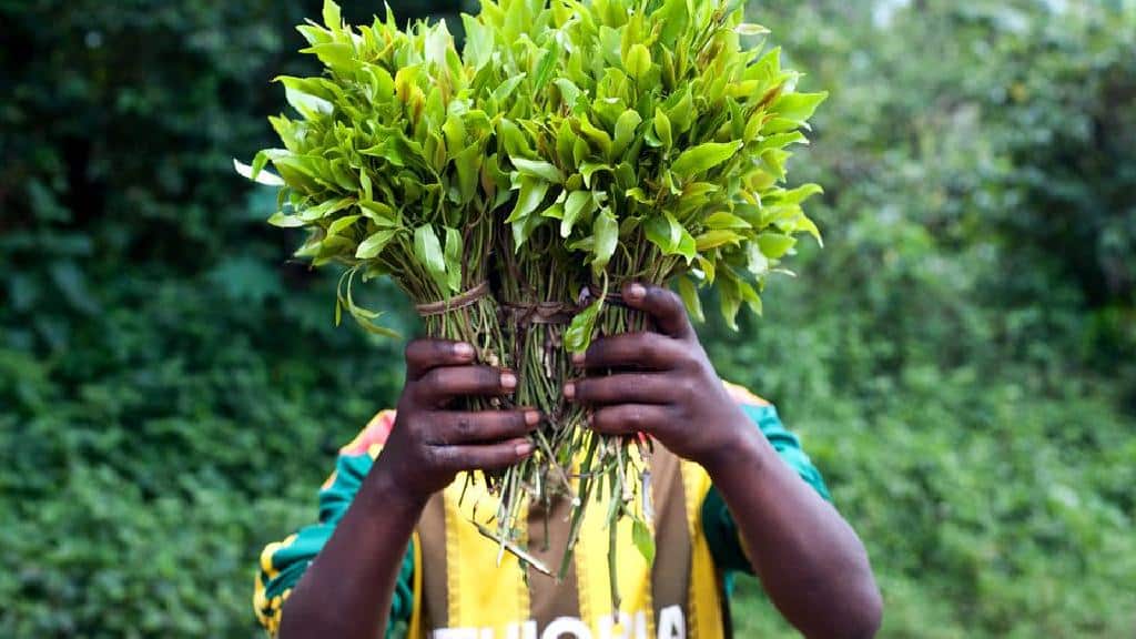 تجار القات يحولون الذهب عملة سرية لتجاوز حصار تحويل العملات وتسهيل التهريب إلى مناطق الحوثيين تجار القات يحولون الذهب عملة سرية لتجاوز حصار تحويل العملات وتسهيل التهريب إلى مناطق الحوثيين