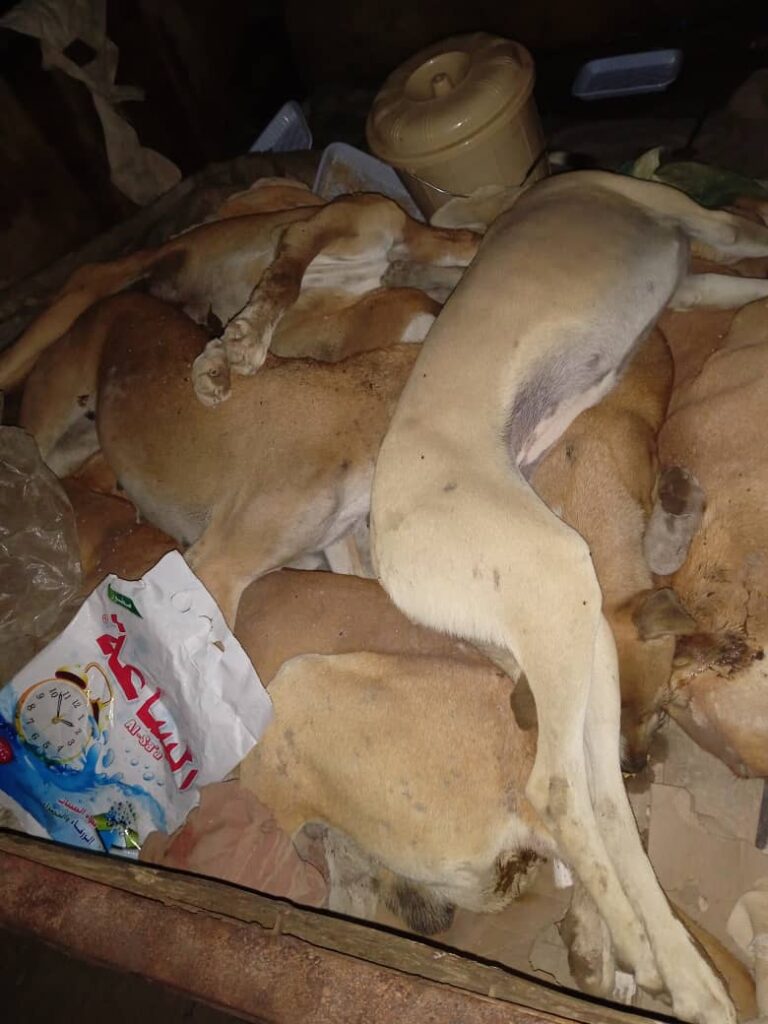 باستمرار الحملة لاسبوعها الثالث .. تحقيق نتائج إيجابية في الحد من أخطار أنتشار الكلاب الضالة والمسعورة باحياء الشحر باستمرار الحملة لاسبوعها الثالث .. تحقيق نتائج إيجابية في الحد من أخطار أنتشار الكلاب الضالة والمسعورة باحياء الشحر