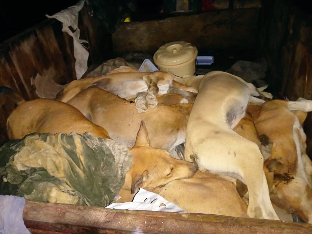 باستمرار الحملة لاسبوعها الثالث .. تحقيق نتائج إيجابية في الحد من أخطار أنتشار الكلاب الضالة والمسعورة باحياء الشحر باستمرار الحملة لاسبوعها الثالث .. تحقيق نتائج إيجابية في الحد من أخطار أنتشار الكلاب الضالة والمسعورة باحياء الشحر