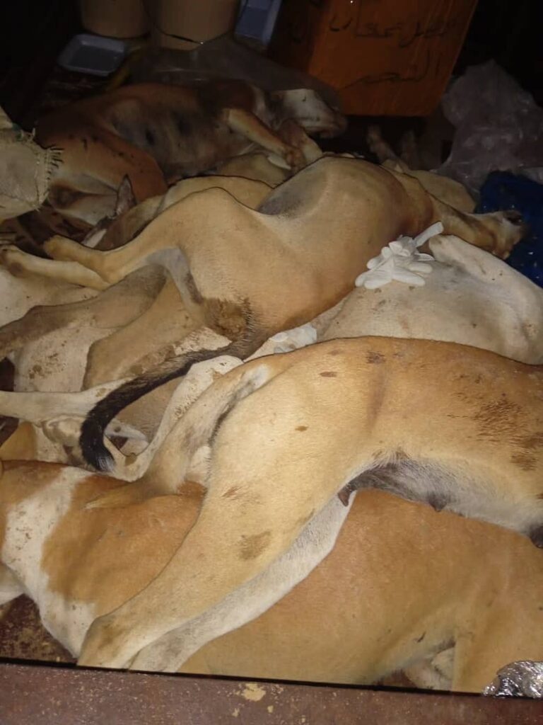 باستمرار الحملة لاسبوعها الثالث .. تحقيق نتائج إيجابية في الحد من أخطار أنتشار الكلاب الضالة والمسعورة باحياء الشحر باستمرار الحملة لاسبوعها الثالث .. تحقيق نتائج إيجابية في الحد من أخطار أنتشار الكلاب الضالة والمسعورة باحياء الشحر