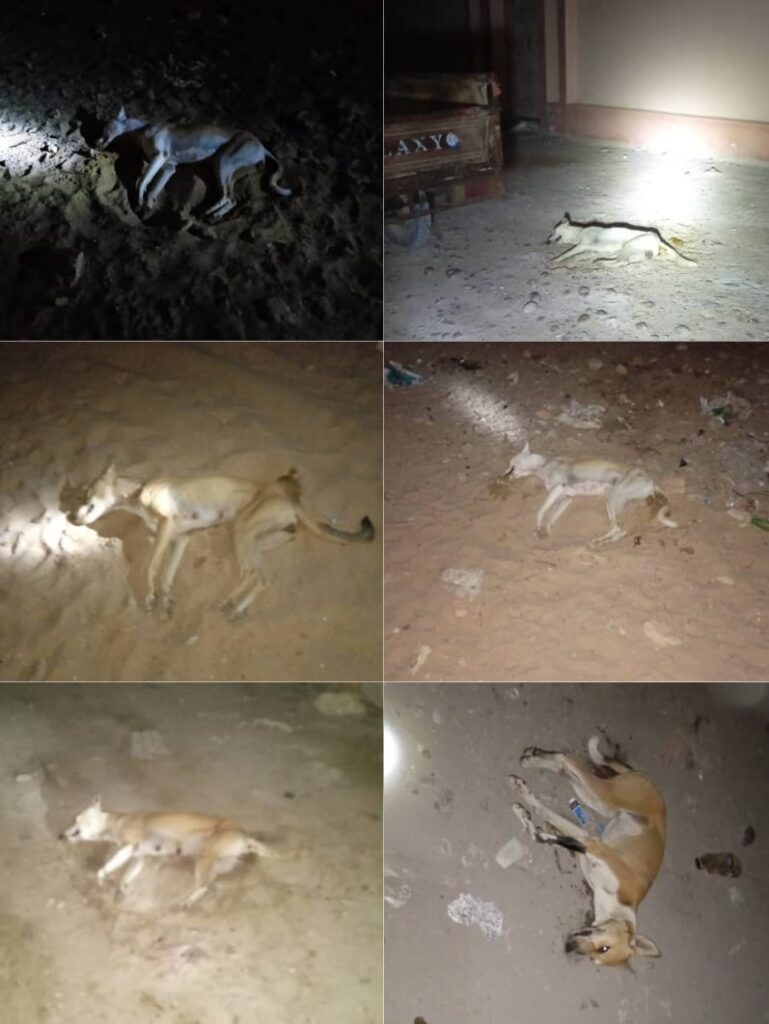 باستمرار الحملة لاسبوعها الثالث .. تحقيق نتائج إيجابية في الحد من أخطار أنتشار الكلاب الضالة والمسعورة باحياء الشحر باستمرار الحملة لاسبوعها الثالث .. تحقيق نتائج إيجابية في الحد من أخطار أنتشار الكلاب الضالة والمسعورة باحياء الشحر