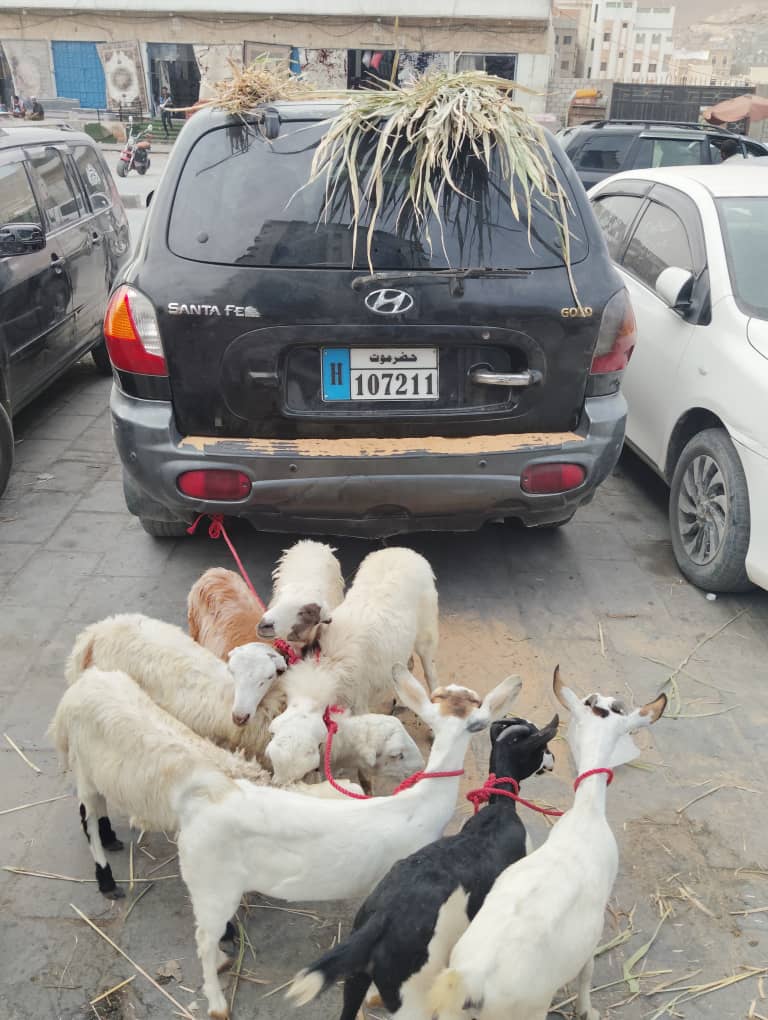 "سوق عصرية الخميس" تعود إلى قلب المكلا أمام فندق المسيلة.. والتاريخ يعيد نفسه "سوق عصرية الخميس" تعود إلى قلب المكلا أمام فندق المسيلة.. والتاريخ يعيد نفسه