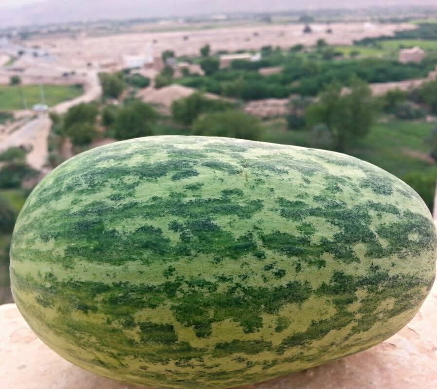 شبام والسيول .. نأكل مما نزرع شبام والسيول .. نأكل مما نزرع