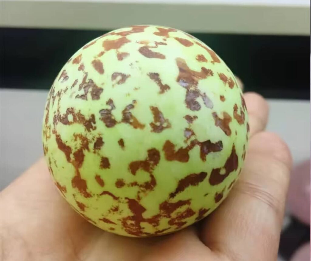 اعلان : بيع جوهرة “حجر الثعبان” النادرة ( شاهد الصور + فيديو) اعلان : بيع جوهرة “حجر الثعبان” النادرة ( شاهد الصور + فيديو)