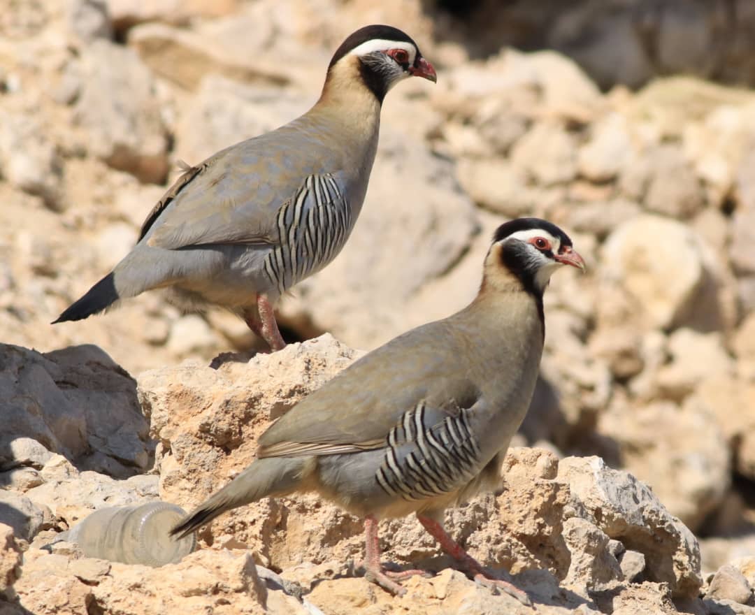 طيور الحجل(العقب )تهدد الموسم الزراعي وتستنزف جهود الفلاحين. - طيور الحجل(العقب )تهدد الموسم الزراعي وتستنزف جهود الفلاحين. -