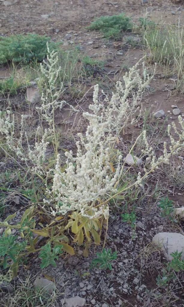 (في وادي حضرموت) أعشاب ونباتات للعلاج .. وعشبة ترياق السموم "الحقطة" أسرارها عجيبة (في وادي حضرموت) أعشاب ونباتات للعلاج .. وعشبة ترياق السموم "الحقطة" أسرارها عجيبة