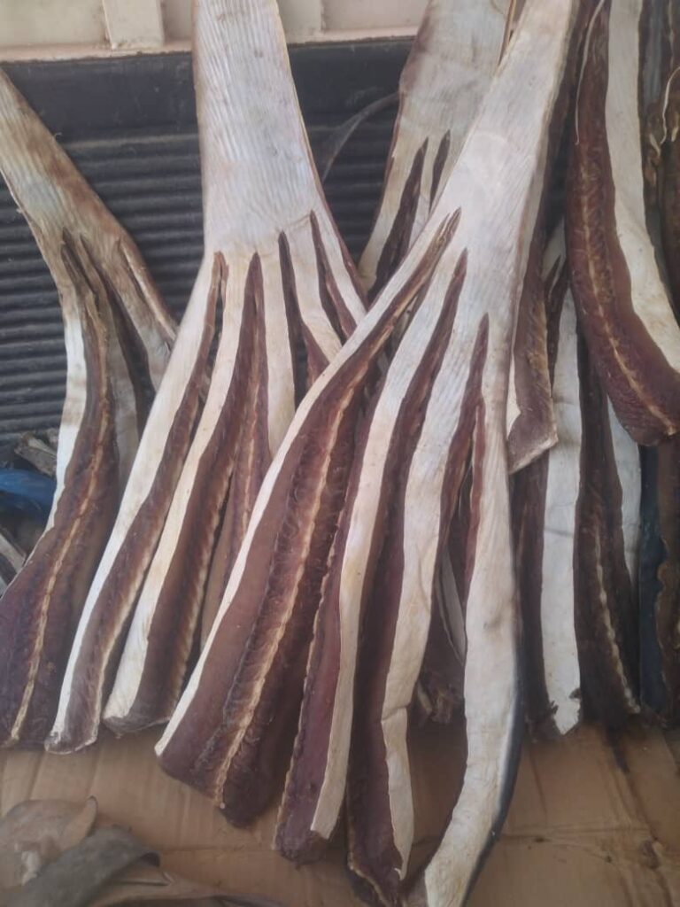 اللخم الوجبة الرئيسية في حضرموت بعد غياب السمك عن المائدة اللخم الوجبة الرئيسية في حضرموت بعد غياب السمك عن المائدة