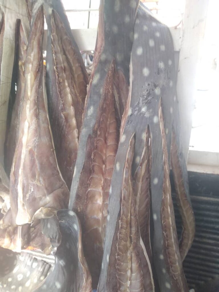 اللخم الوجبة الرئيسية في حضرموت بعد غياب السمك عن المائدة اللخم الوجبة الرئيسية في حضرموت بعد غياب السمك عن المائدة